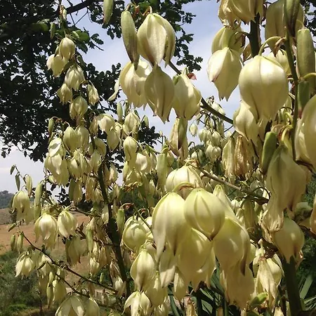 La Roverella